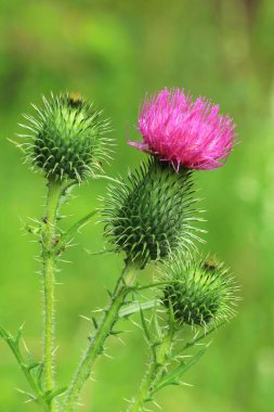 Spiny plumeless thistle in blossom