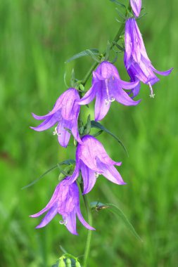The common creeping bellflower blooming