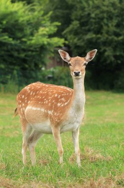 Adorable european fallow deer female