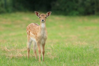 Little european fallow deer fawn