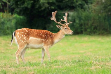 Beautiful european fallow deer young male