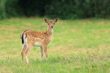 Little european fallow deer fawn