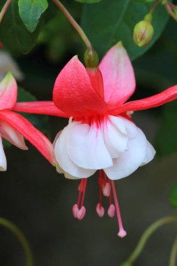 Çok ilginç. Güzel fuşya çiçeği.