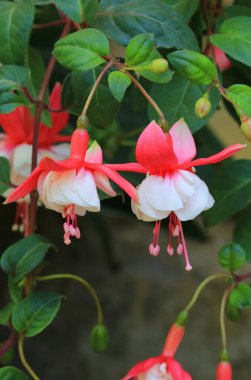 Çok ilginç. Güzel fuşya çiçeği.