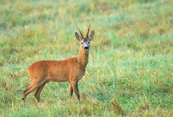 Majestoso Europeu Corça Cervo Macho Verão — Fotografia de Stock