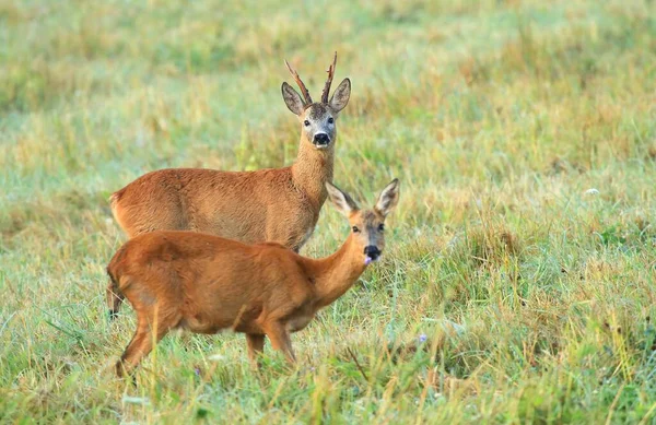 壮丽的欧洲山鹿雄鹿夏天 — 图库照片