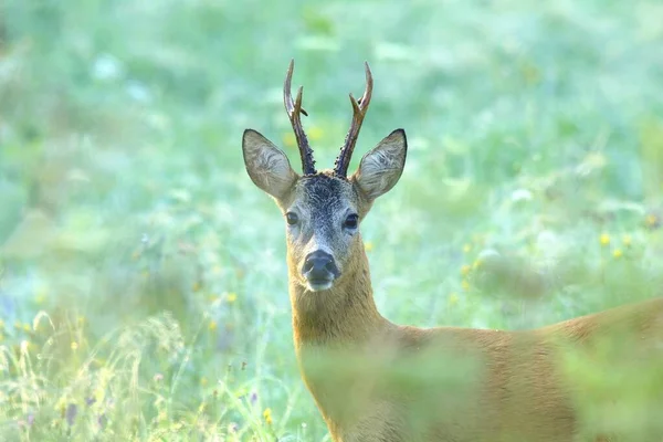 Majestoso Europeu Corça Cervo Macho Verão — Fotografia de Stock