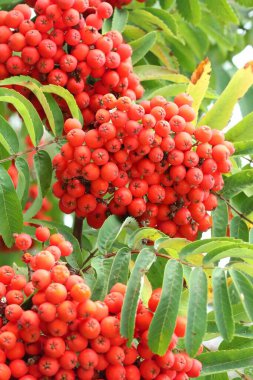 kırmızı yaban mersini ağacı