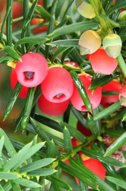 Sıradan porsuğun kırmızı meyveleri