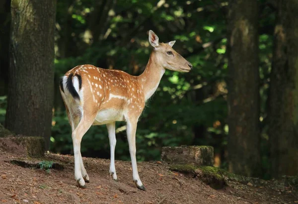 European Fallow Deer Female — Stock Photo, Image