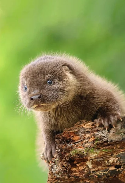 여름에 스러운 Eurasian Otter — 스톡 사진