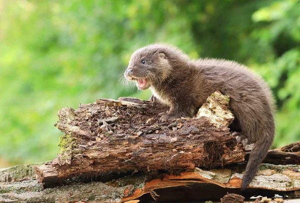 Very Cute Eurasian Otter Baby — Stock Photo, Image