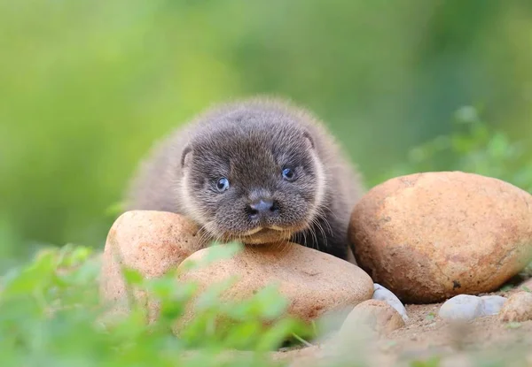 Very cute eurasian otter baby
