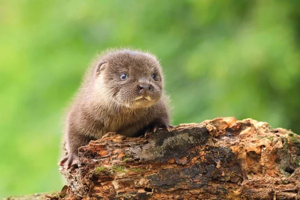 Very Cute Eurasian Otter Baby — Stock Photo, Image