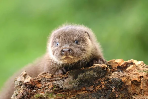 Sehr Süßes Eurasisches Otterbaby — Stockfoto