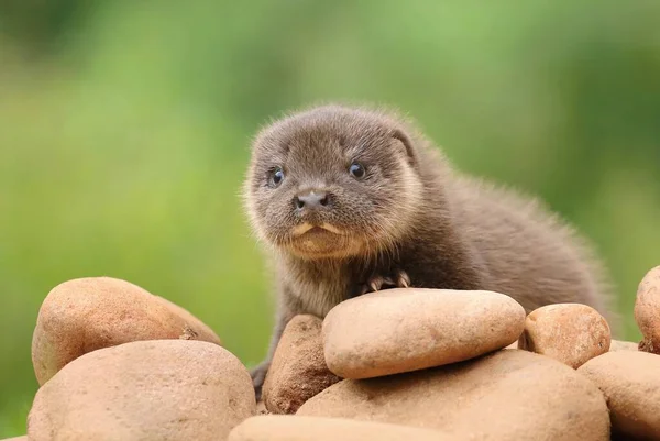 Very cute eurasian otter baby