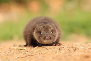 Yazın sevimli Avrasyalı su samuru bebeği