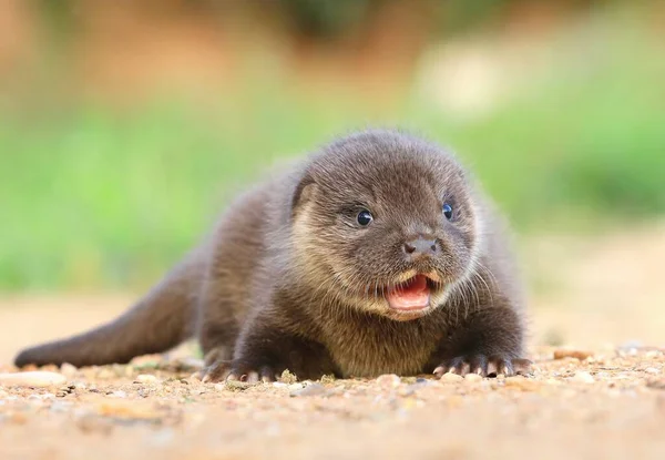 Schattige Euraziatische Otter Baby Zomer — Stockfoto
