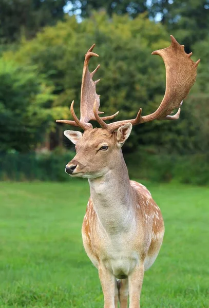 Majestic European Fallow Deer Male — Stock Photo, Image