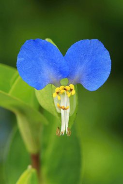 Çiçek açmış mavi Asya çiçekleri.