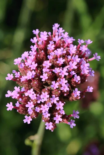 Fioletowy Górny Werbena Kwiat — Zdjęcie stockowe