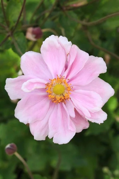 Schöne Rosa Wirbelwind Blume Blüht — Stockfoto