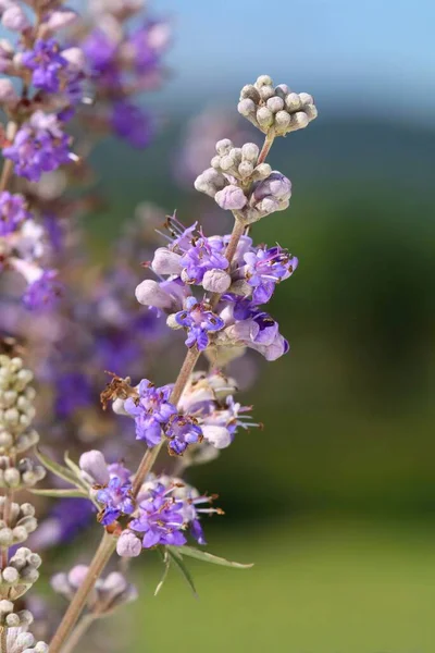 Cura Árbol Casto Violeta Florecimiento —  Fotos de Stock