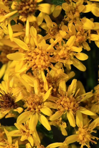 黄色のヨーロッパの黄金の花を咲かせる — ストック写真