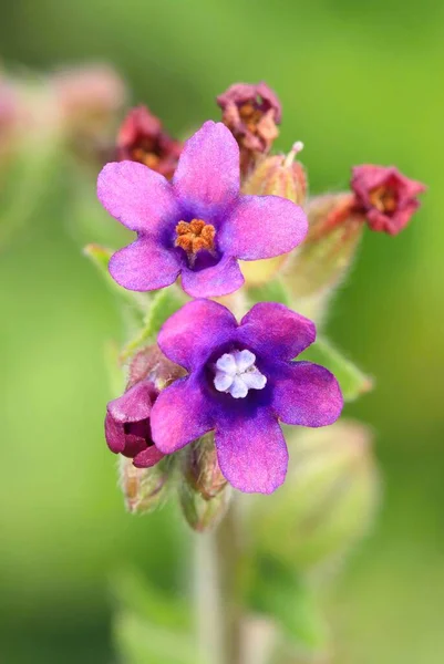 Flor Común Curativa Del Bugloss Que Florece — Foto de Stock