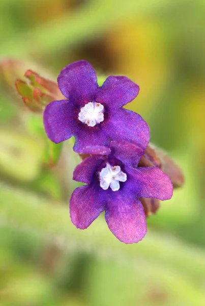 Flor Común Curativa Del Bugloss Que Florece —  Fotos de Stock