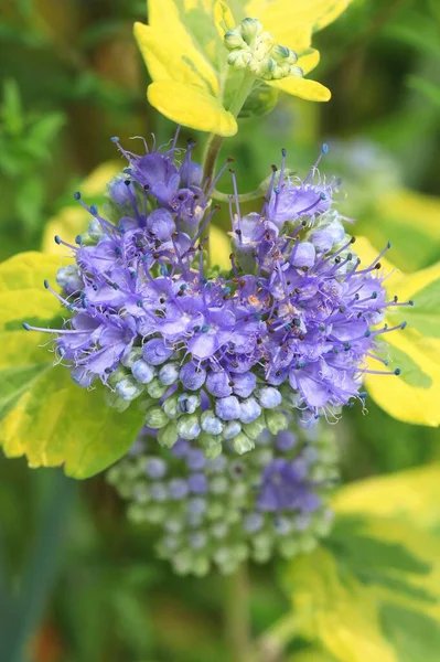 花の中の青ひげブッシュ — ストック写真