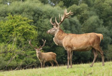 Rut sırasında Avrupa kızıl geyiği