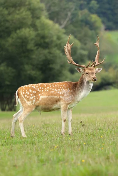 ヨーロッパの流行鹿のオスの牧草地 — ストック写真