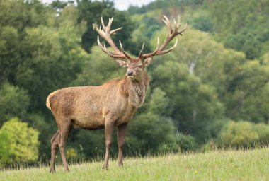 Sonbahar monotonluğu sırasında Avrupa 'nın büyük kızıl geyiği