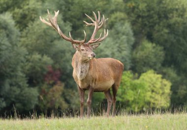 Sonbahar monotonluğu sırasında Avrupa 'nın büyük kızıl geyiği