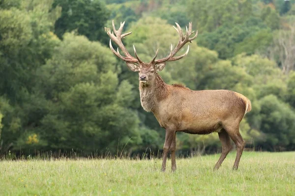 Huge European Red Deer Male Autumn Rut — Stock Photo, Image