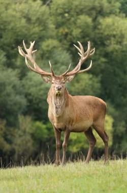 Güz monotonluğu sırasında güzel Avrupa kızıl geyiği