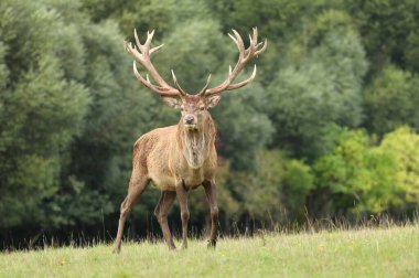 Güz monotonluğu sırasında güzel Avrupa kızıl geyiği
