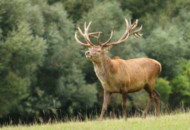 Güz monotonluğu sırasında güzel Avrupa kızıl geyiği