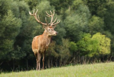 Güz monotonluğu sırasında güzel Avrupa kızıl geyiği