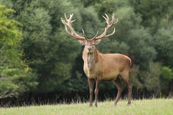 European Red Deer Autumn Rut — Stock Photo, Image