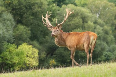Rut sırasında görkemli kızıl geyik geyiği