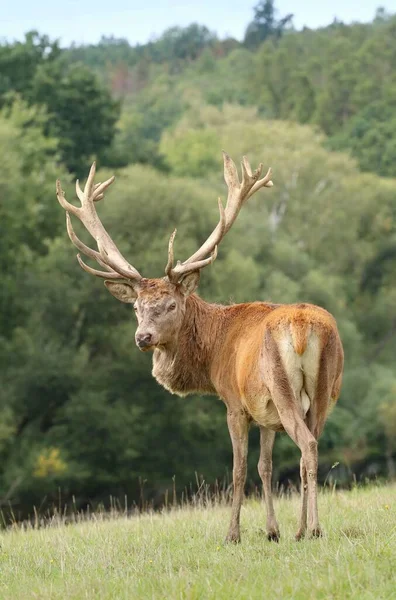 ラット中に雄大な赤い鹿のバック — ストック写真
