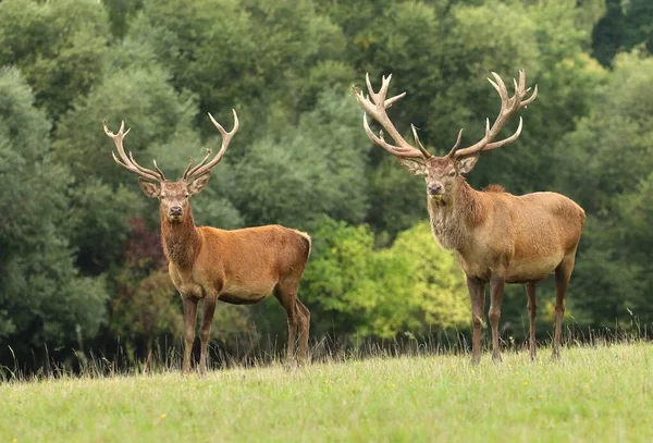 Majestueus Rood Hert Buck Tijdens Sleur — Stockfoto