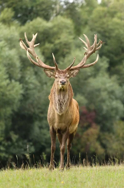 Majestic Red Deer Buck Rut — Stock Photo, Image