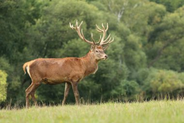 Rut sırasında görkemli kızıl geyik geyiği
