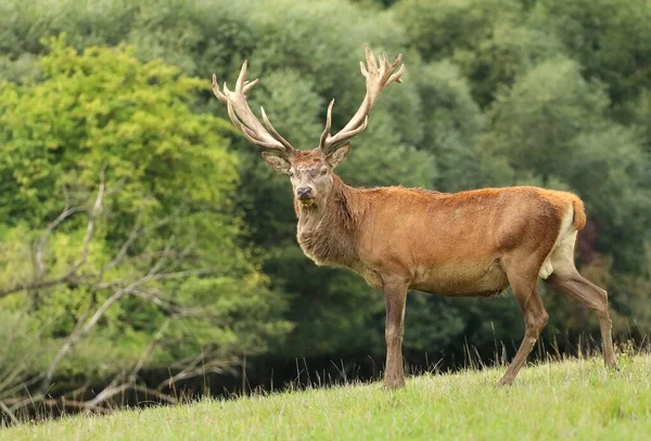 Majestic Cervo Rosso Buck Durante Carreggiata — Foto Stock