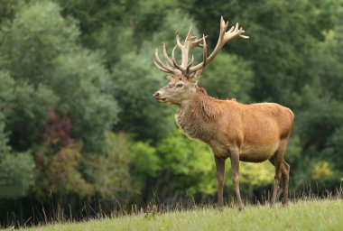 Rut sırasında görkemli kızıl geyik geyiği