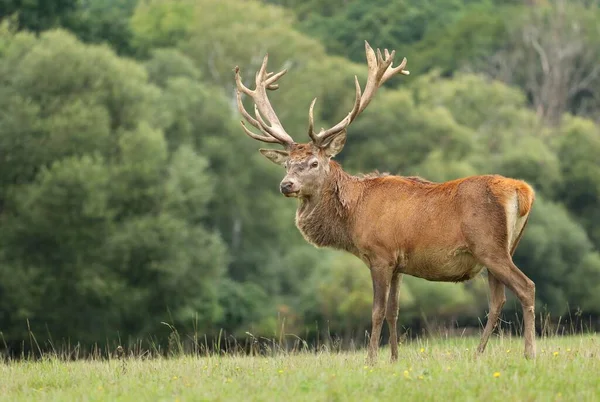 Majestic Cervo Rosso Buck Durante Carreggiata — Foto Stock