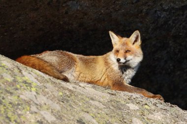 Sonbaharda sevimli kızıl tilki